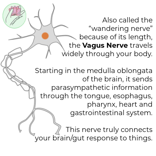 Craniosacral Therapy and the Vagus Nerve with Teresa Graham at Hand to Health